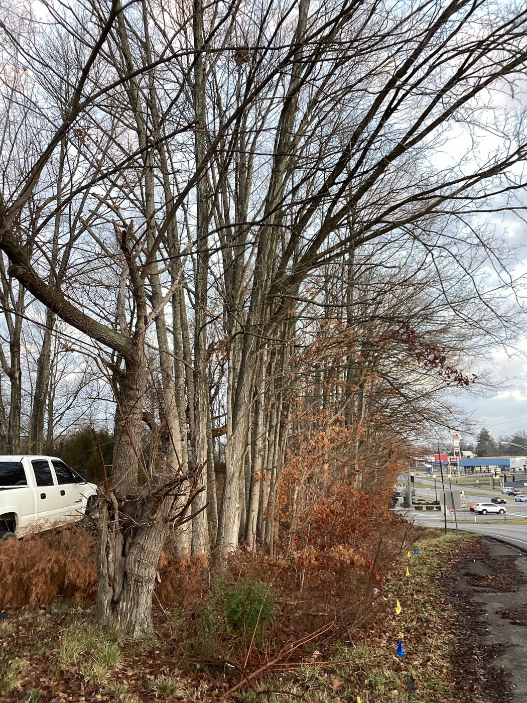 Untouched wooded lot