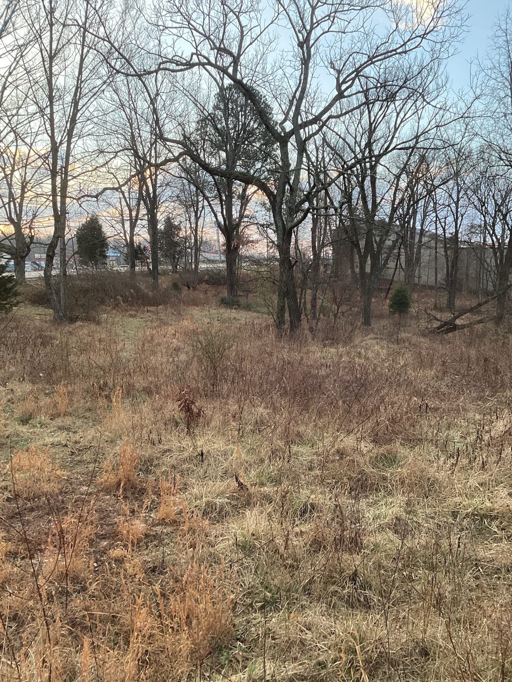 Raw wooded site