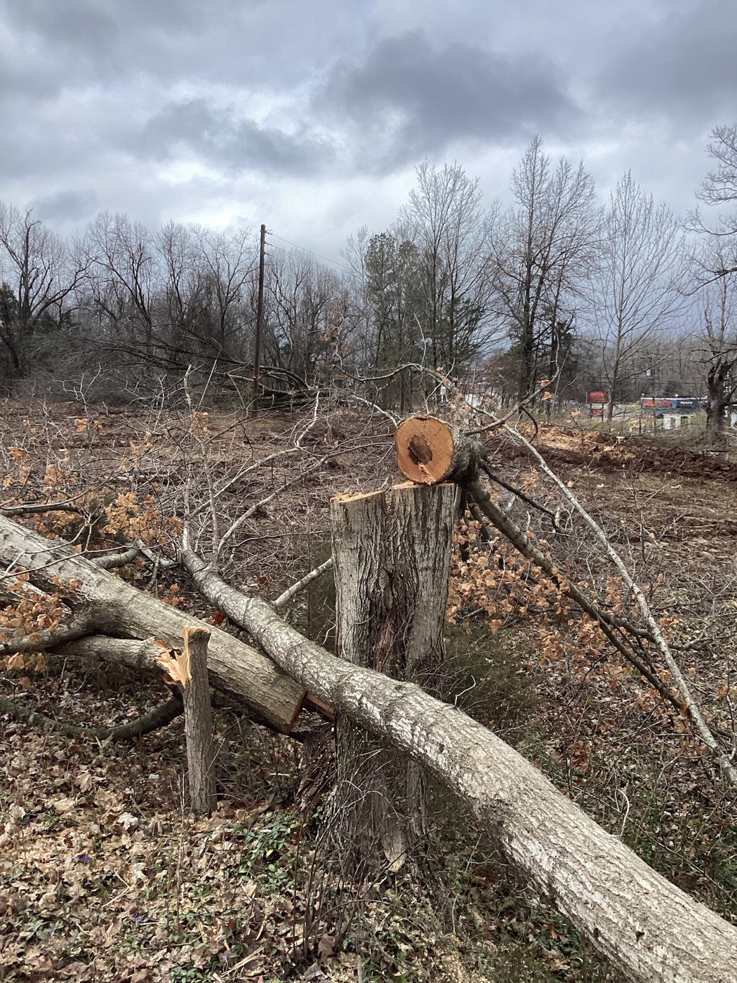 Clearing the wooded lot