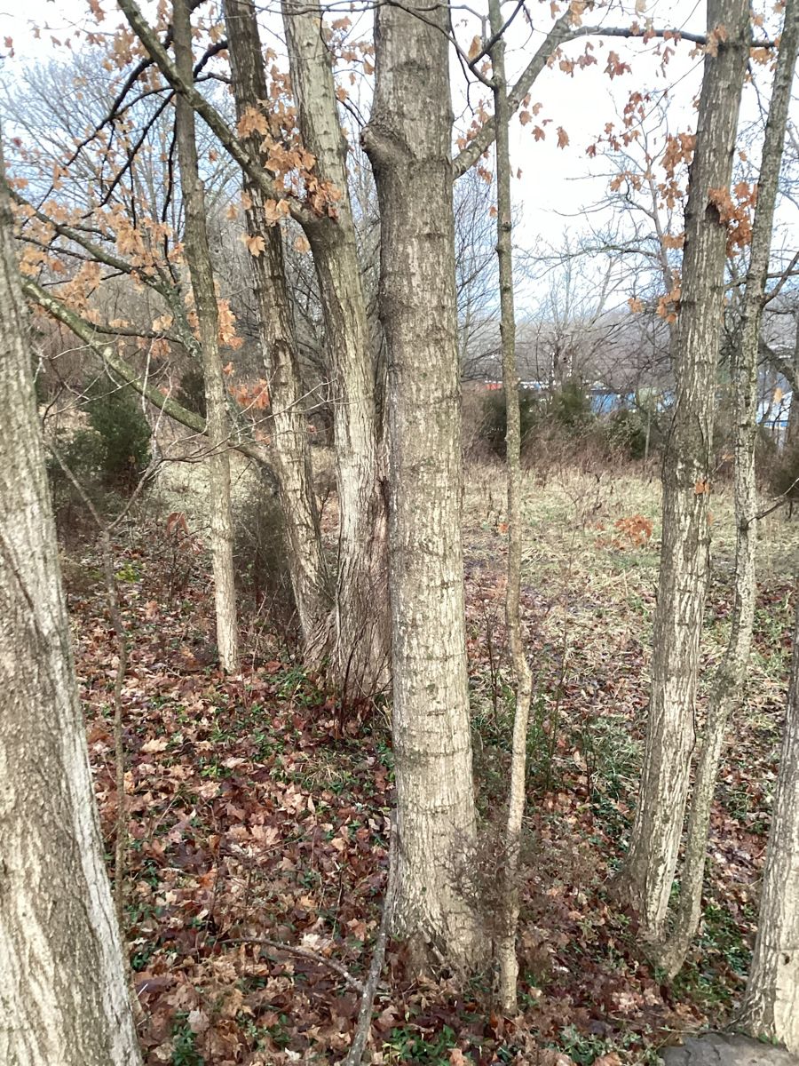 Parachute KY build — wooded lot