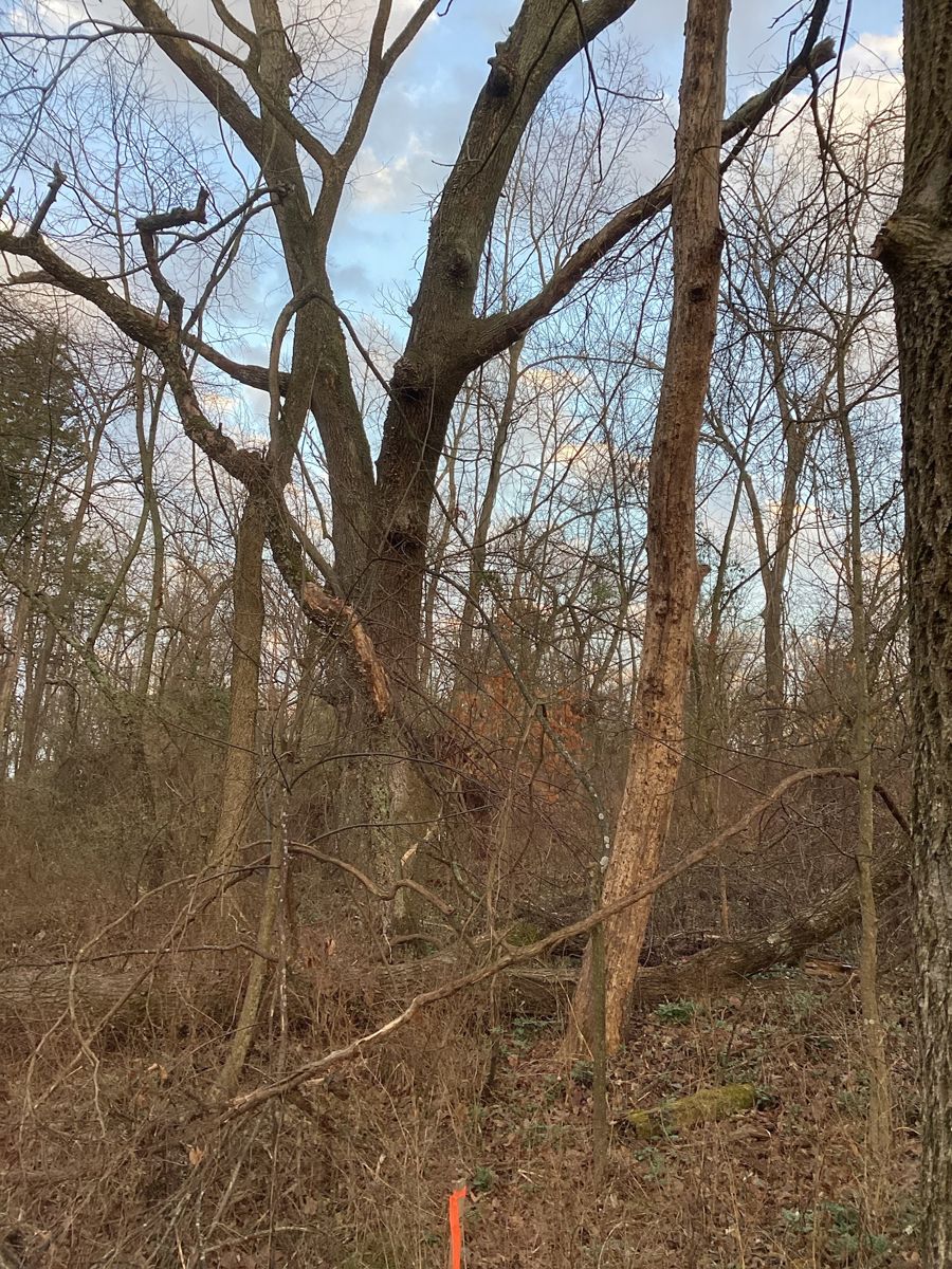 Parachute KY build — wooded lot